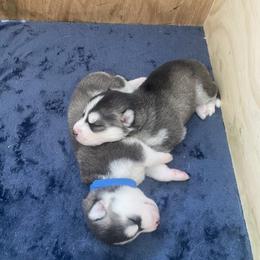 Siberian Husky Puppies from Hynes Huskies
