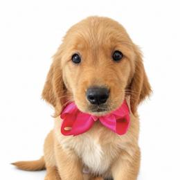 Ferrari - Dark golden female Golden Retriever puppy in Chicago, Illinois from Urbane Retrievers