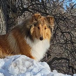 Reggie - Collie