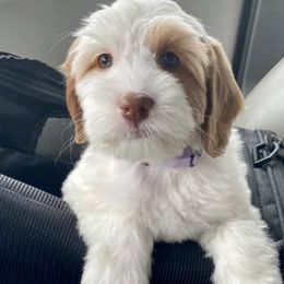Australian Labradoodles from Virgin River Doodles