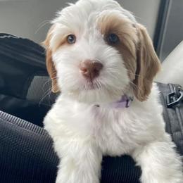 Australian Labradoodles from Virgin River Doodles