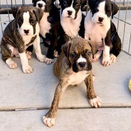 Boxer Puppies from Venician Boxers