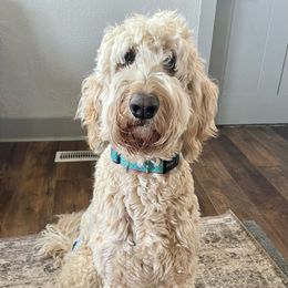 Poppy - Goldendoodle