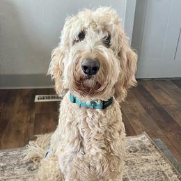 Poppy - Goldendoodle