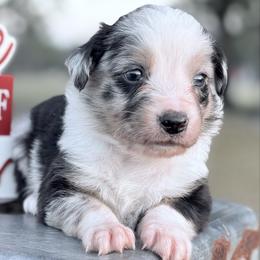 Pink collar with tail - Blue merle female Miniature Australian Shepherd puppy in 32046, Florida from River Hill Ranch