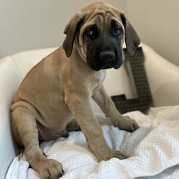 Mastiff Puppies from MLJ Mastiffs Florida