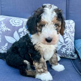 Linus Blue Boy - Tri-color male Bernedoodle puppy in The Woodlands, Texas from Gracie's Goldendoodles and Bernedoodles