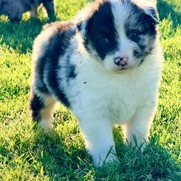 Spur - Blue merle male Australian Shepherd puppy in Mineral Wells, Texas from A6 Australian Shepards