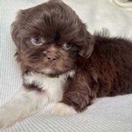 Shih Tzus from Rock Creek Shih Tzus