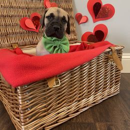 Great Dane Puppies from Lazuli Great Danes