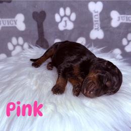 Pink - Black and rust female Doberman Pinscher puppy in Louisville, Kentucky from Ruiz Dobermans