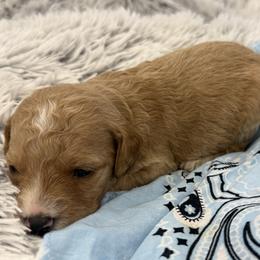Ashton - Red  male Goldendoodle puppy in Ambrose, Georgia from Brandilyn's Aussies