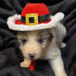 Lucky - Blue merle male Australian Shepherd puppy in Grove, Oklahoma from Dollface Aussies