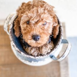 Bernedoodle and Goldendoodle Puppies from Florida Pumpkadoodles