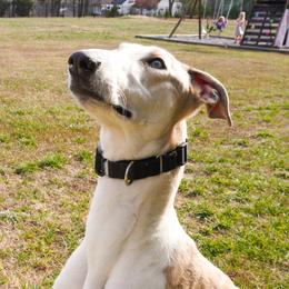Greyhounds from Greyhound Puppy Havens