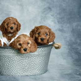 Cavapoo and Goldendoodle Puppies from Regal Doodles