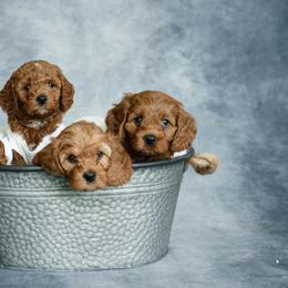 Cavapoo and Goldendoodle Puppies from Regal Doodles