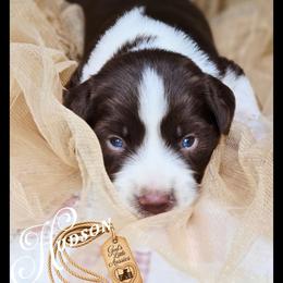 Hudson - Price 1450 - Brown and white male Aussiedoodle puppy in Ennis, Texas from God’s Little Aussies
