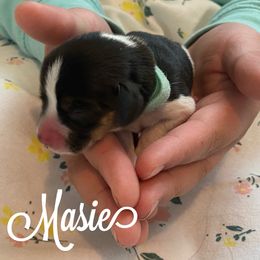 Masie - Black red and white Beagle puppy in Renton, Washington from Prancing Beagles