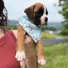 Kickin Roosters Skye (Grey Collar) - Fawn female Boxer puppy in Alpine, New York from Kickin Rooster AKC Boxers