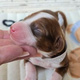 Rufus - Red male Bernedoodle puppy in Austin, Texas from Austin Doodles & Poodles