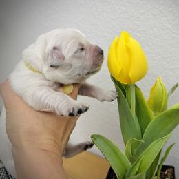 Yellow - Light golden female Golden Retriever puppy in Clovis, California from Puppy Love, Hall's Goldens
