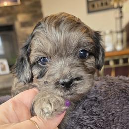 Romeo - Merle male Shihpoo puppy in Delphos, Ohio from Route 66 Poodles & Doodles, Sapphire Shih-tzu's of Ohio