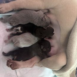 French Bulldog puppies from FamLee Frenchies