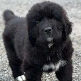 Boy 2 - PRINCE - Newfoundland puppy from Majestic Gentle Giants