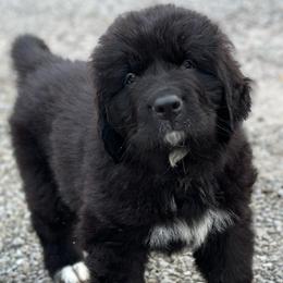 Boy 2 - PRINCE - Newfoundland puppy from Majestic Gentle Giants