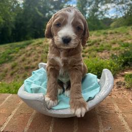 Thumper - Red  male Goldendoodle puppy in Taylorsville, North Carolina from Doggone Dixie Doodles