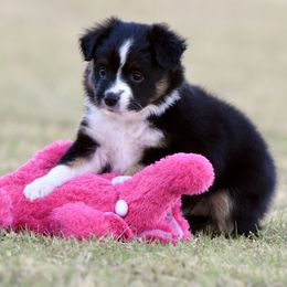 Cinderella - Black tri female Toy Australian Shepherd puppy in Wichita Falls, Texas from Shooting Stars Ranch Toy and Mini Aussies