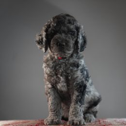 Coal - Blue merle male Bernedoodle puppy in Caldwell, Idaho from Boise Doodle Co.