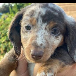 Darla - Dachshund