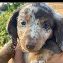 Darla - Dachshund