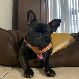 French Bulldogs from Frenchielove