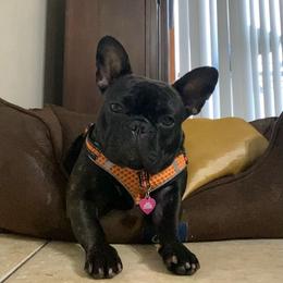 French Bulldogs from Frenchielove