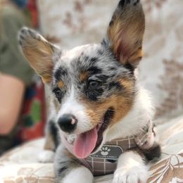 American Corgis, French Bulldogs, Pembroke Welsh Corgis, and Pomeranians from Just My Size Farmstead