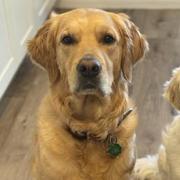 Golden Retrievers from Emma Bekker
