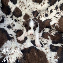Myrtle - Red male Aussiedoodle puppy in Cleveland, Tennessee from C&S Kennels
