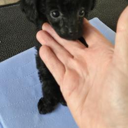 Ella - Black female Poodle puppy in Lucedale, Mississippi from Simply Poodle