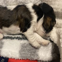 Cocker Spaniel Puppies from Becky's Cockers