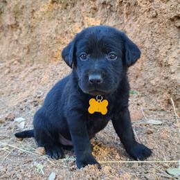 Labrador Retriever Puppies from Labrador Trails