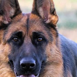 Lucy - German Shepherd