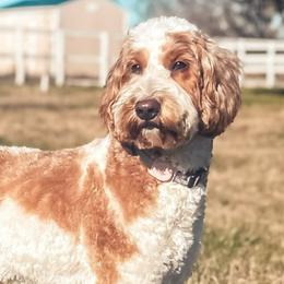 Payton - Goldendoodle