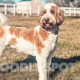 Payton - Goldendoodle
