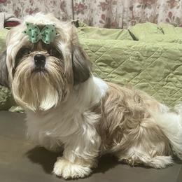 Haldeen - Gold and white male Shih Tzu puppy in Corpus Christi, Texas from Pam Crump Shih Tzu