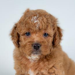 Hundley - Golden male Cockapoo puppy in Pledger, Texas from Sugarbear Cockapoos