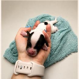 Buzz - Piebald male Dachshund puppy in Waco, Georgia from Huff Family Doxies & Doodles