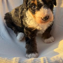 Boy 2 - Tri-color male Bernedoodle puppy in Amherst, Nebraska from Pile Family Goldendoodles